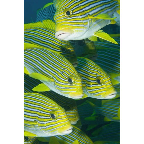 Indonesia, Komodo NP Ribbon sweetlips fish Black Modern Wood Framed Art Print by Shimlock, Jones