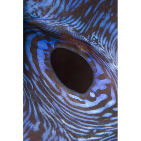 Indonesia, Komodo NP Giant tridacna clam Gold Ornate Wood Framed Art Print with Double Matting by Shimlock, Jones