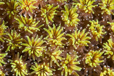 Indonesia, Komodo NP Tentacles of polyps White Modern Wood Framed Art Print with Double Matting by Shimlock, Jones