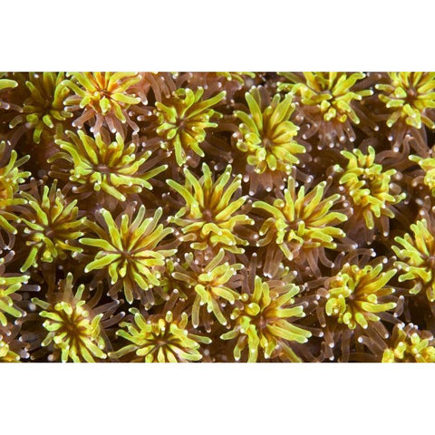 Indonesia, Komodo NP Tentacles of polyps White Modern Wood Framed Art Print by Shimlock, Jones