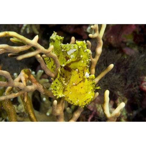 Indonesia, Komodo NP Sailfin leaffish in coral Gold Ornate Wood Framed Art Print with Double Matting by Shimlock, Jones