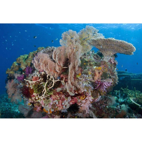Indonesia, Komodo NP Protected coral reef White Modern Wood Framed Art Print by Shimlock, Jones