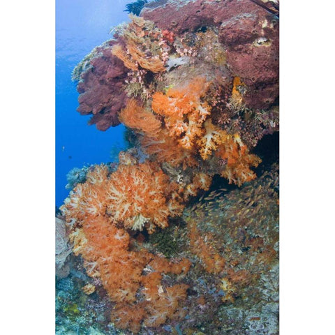 Indonesia, Komodo NP Protected coral reef Black Modern Wood Framed Art Print by Shimlock, Jones