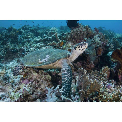 Indonesia, Komodo NP Green turtle over coral Black Modern Wood Framed Art Print by Shimlock, Jones