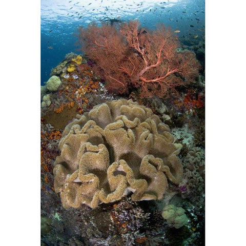 Indonesia Pristine coral reef off Misool Island Gold Ornate Wood Framed Art Print with Double Matting by Shimlock, Jones