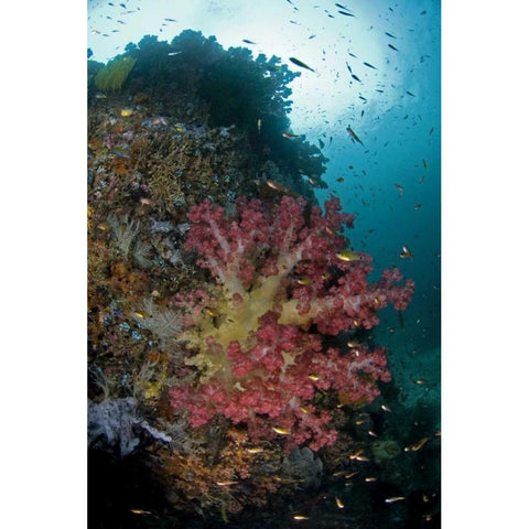 Indonesia, Triton Bay Soft coral on a boulder Black Modern Wood Framed Art Print by Shimlock, Jones