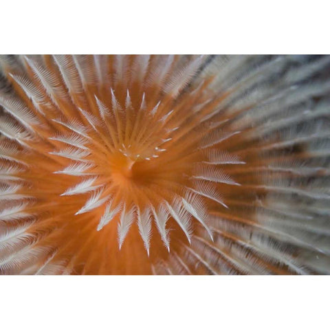 Indonesia, Papua, Fakfak Feather-duster worm Gold Ornate Wood Framed Art Print with Double Matting by Shimlock, Jones