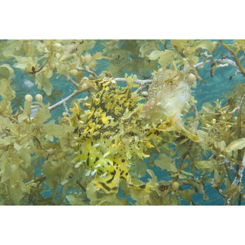 Indonesia, Papua, Fakfak Frogfish camouflaged White Modern Wood Framed Art Print by Shimlock, Jones