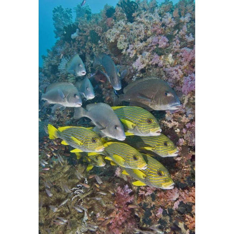 Indonesia,Triton Bay Schooling fish and coral White Modern Wood Framed Art Print by Shimlock, Jones