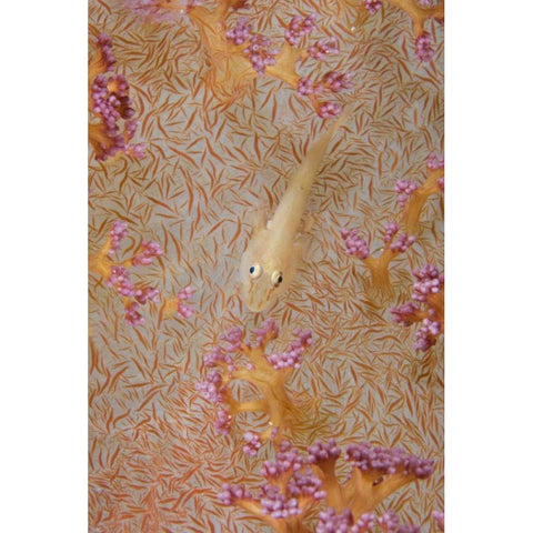Indonesia, Triton Bay Soft-coral goby fish Black Modern Wood Framed Art Print by Shimlock, Jones