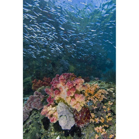 Indonesia, Triton Bay School of silversides fish Gold Ornate Wood Framed Art Print with Double Matting by Shimlock, Jones