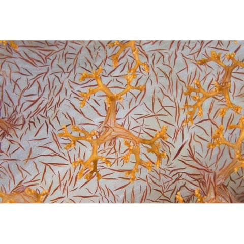 Indonesia, Papua Detail of a soft coral polyps White Modern Wood Framed Art Print by Shimlock, Jones