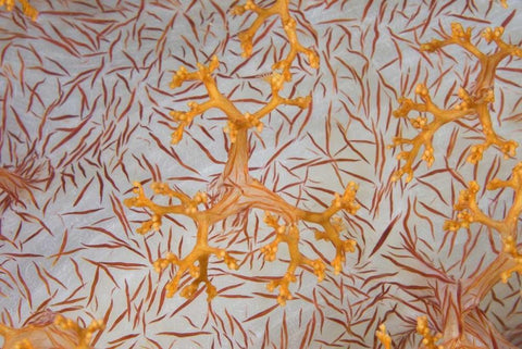 Indonesia, Papua Detail of a soft coral polyps White Modern Wood Framed Art Print with Double Matting by Shimlock, Jones