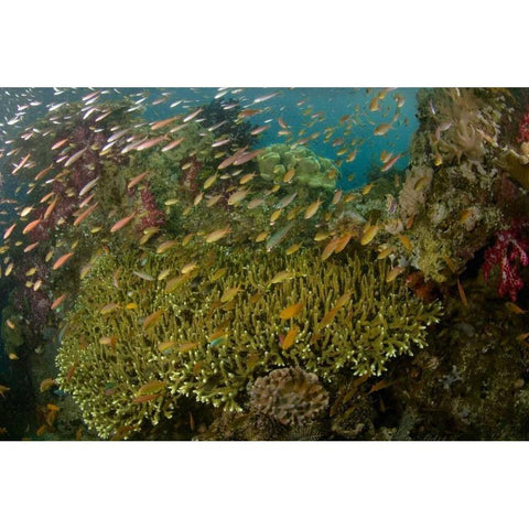 Indonesia Reef panorama of corals and fish Black Modern Wood Framed Art Print with Double Matting by Shimlock, Jones