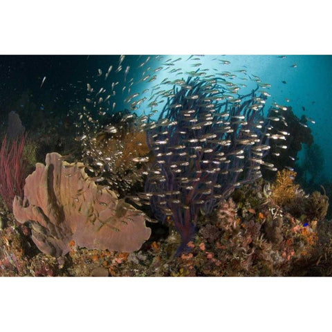 Indonesia Corals and glassy cardinalfish Black Modern Wood Framed Art Print with Double Matting by Shimlock, Jones