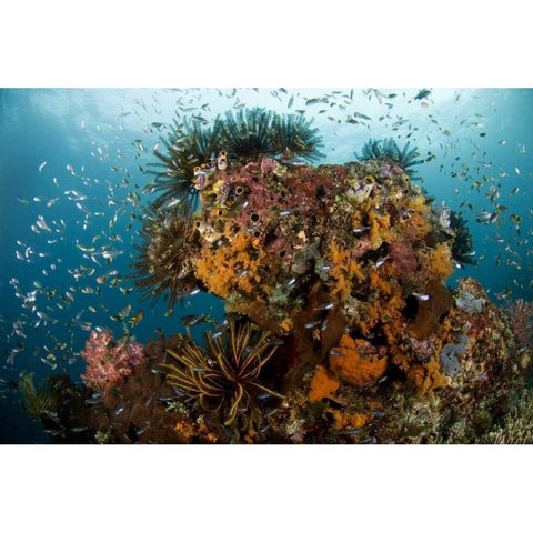 Indonesia, Papua Reef scenic with coral and fish White Modern Wood Framed Art Print by Shimlock, Jones