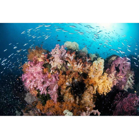 Indonesia, Papua Reef scenic with coral and fish Black Modern Wood Framed Art Print by Shimlock, Jones