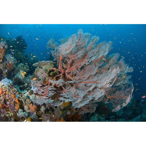 Indonesia, Papua Reef with large seafan and Fish White Modern Wood Framed Art Print by Shimlock, Jones