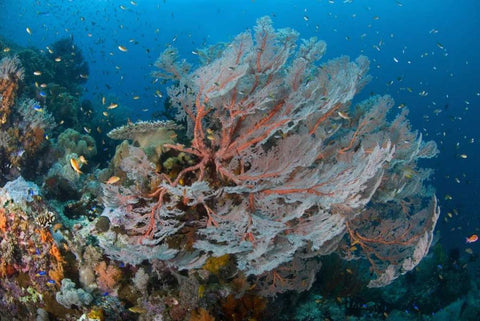 Indonesia, Papua Reef with large seafan and Fish Black Ornate Wood Framed Art Print with Double Matting by Shimlock, Jones