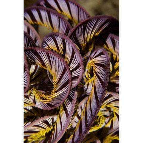 Indonesia, Misool Island Detail of a crinoid White Modern Wood Framed Art Print by Shimlock, Jones