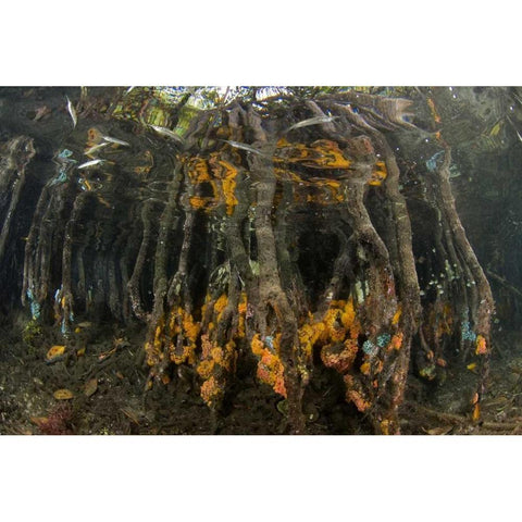 Indonesia, Misool Islands Coral on mangroves Black Modern Wood Framed Art Print by Shimlock, Jones