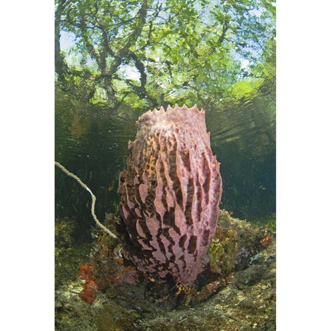 Indonesia, Misool Isl Barrel spong in mangrove White Modern Wood Framed Art Print by Shimlock, Jones