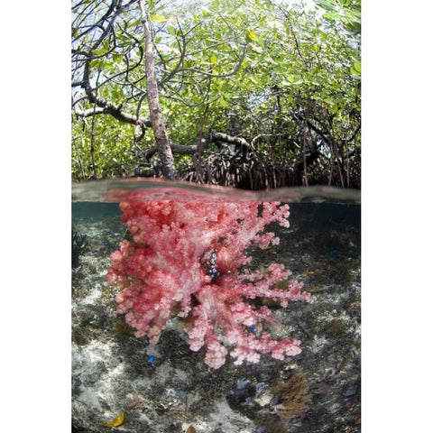Indonesia, Misool Islands Coral amid mangroves White Modern Wood Framed Art Print by Shimlock, Jones