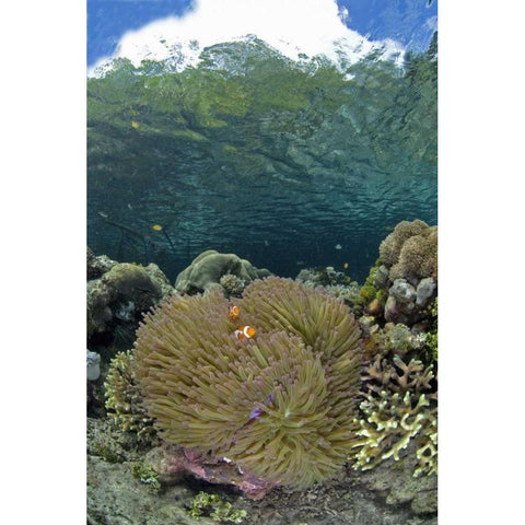 Indonesia Coral grows near surface in mangrove Black Modern Wood Framed Art Print with Double Matting by Shimlock, Jones