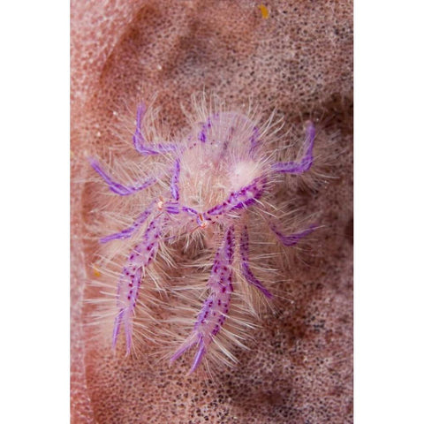 Indonesia Squat lobster and barrel sponges Black Modern Wood Framed Art Print by Shimlock, Jones