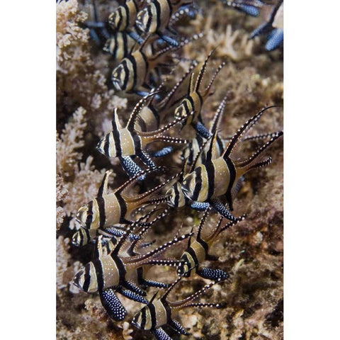 Indonesia, Sulawesi, Banggai cardinalfish Gold Ornate Wood Framed Art Print with Double Matting by Shimlock, Jones