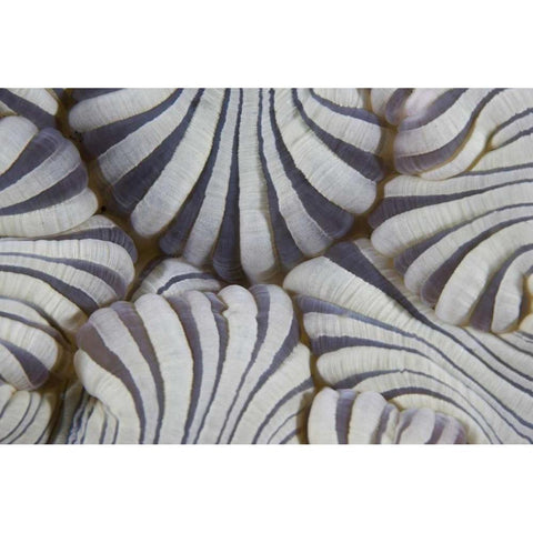 Indonesia, Lembeh Straits Sea anemone mouth Black Modern Wood Framed Art Print with Double Matting by Shimlock, Jones