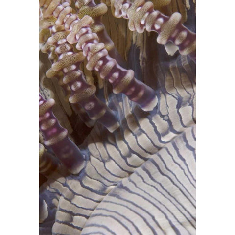 Indonesia, Ringed tentacles of an anemone Black Modern Wood Framed Art Print by Shimlock, Jones