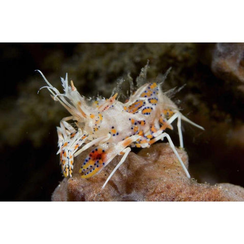 Indonesia, Sulawesi Island Tiny tiger shrimp Gold Ornate Wood Framed Art Print with Double Matting by Shimlock, Jones