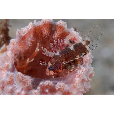 Indonesia Zebra fish atop a tube sponge Gold Ornate Wood Framed Art Print with Double Matting by Shimlock, Jones