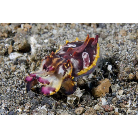 Indonesia, A Pfeffers flamboyant cuttlefish Black Modern Wood Framed Art Print by Shimlock, Jones