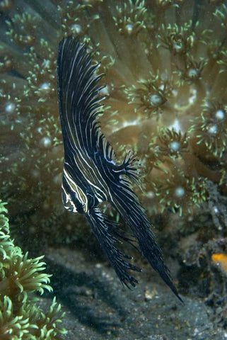Indonesia Sulawesi Isl, Zebra batfish amid coral Black Ornate Wood Framed Art Print with Double Matting by Shimlock, Jones
