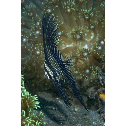 Indonesia Sulawesi Isl, Zebra batfish amid coral Gold Ornate Wood Framed Art Print with Double Matting by Shimlock, Jones