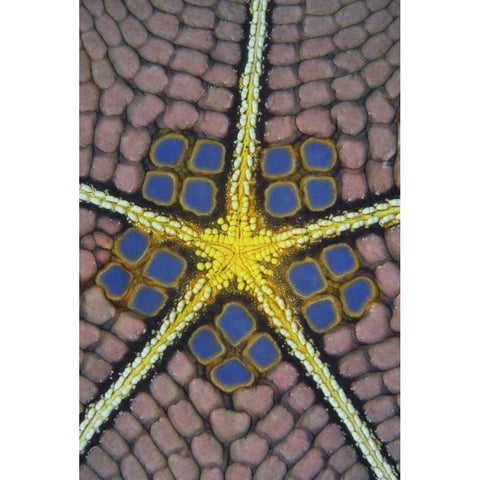 Indonesia, Sulawesi Isl Pentagon sea star White Modern Wood Framed Art Print by Shimlock, Jones