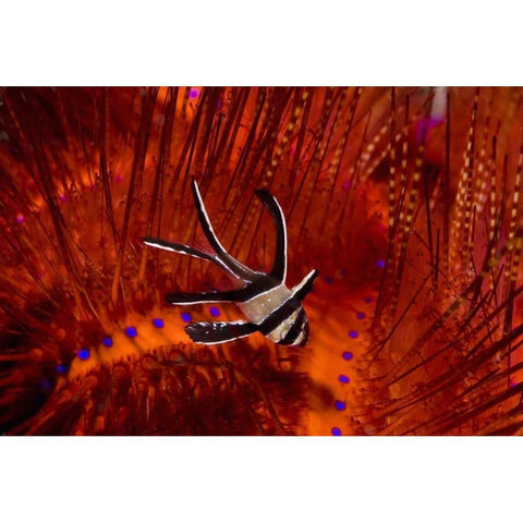 Indonesia, Sulawesi A banggai cardinalfish Black Modern Wood Framed Art Print with Double Matting by Shimlock, Jones