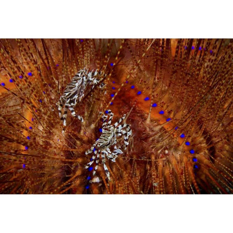 Indonesia Zebra crabs on sea urchins Gold Ornate Wood Framed Art Print with Double Matting by Shimlock, Jones