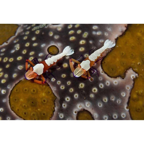 Indonesia Imperial shrimps on a sea cucumber White Modern Wood Framed Art Print by Shimlock, Jones