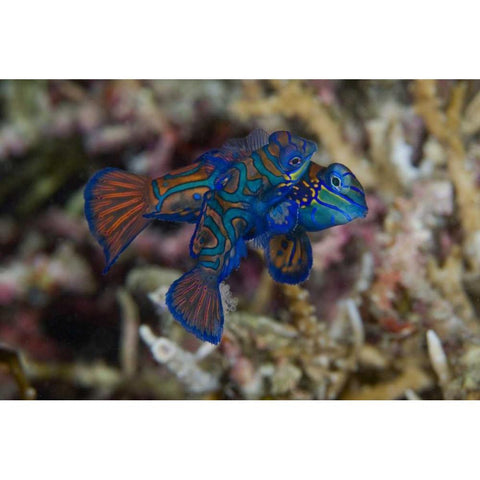 Indonesia, Sulawesi Island Mandarinfish mating Black Modern Wood Framed Art Print by Shimlock, Jones