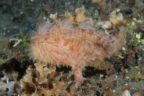 Indonesia, Lembeh Straits An anglerfish profile Black Ornate Wood Framed Art Print with Double Matting by Shimlock, Jones