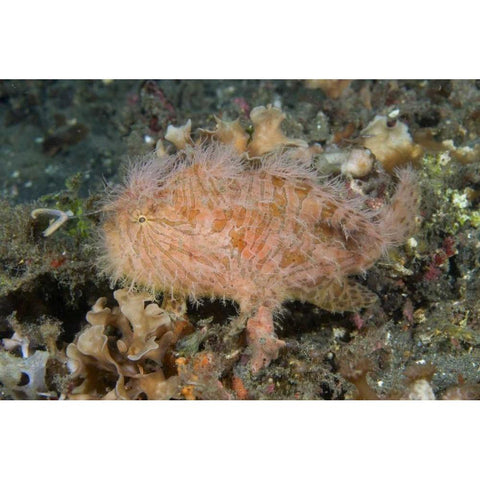 Indonesia, Lembeh Straits An anglerfish profile Black Modern Wood Framed Art Print by Shimlock, Jones