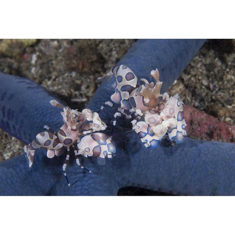 Indonesia, Lembeh Straits Harlequin shrimp Black Modern Wood Framed Art Print with Double Matting by Shimlock, Jones