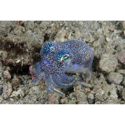 Indonesia Bobtail squid burrows into sea floor Black Modern Wood Framed Art Print by Shimlock, Jones