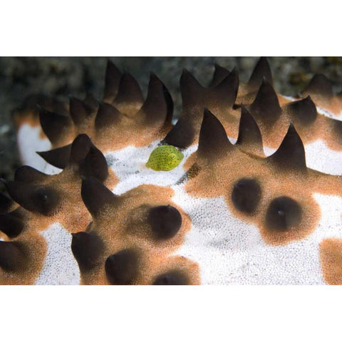 Indonesia, Green juvenile surgeonfish hides Black Modern Wood Framed Art Print with Double Matting by Shimlock, Jones