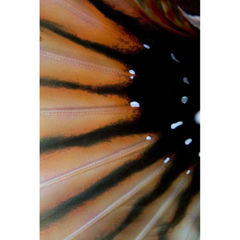 Indonesia, Sulawesi Isl, Lembeh Straits Lionfish Black Modern Wood Framed Art Print by Shimlock, Jones