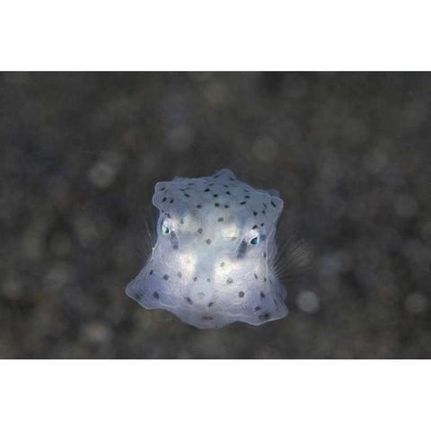 Indonesia, Sulawesi Island, Juvenile boxfish Black Modern Wood Framed Art Print with Double Matting by Shimlock, Jones