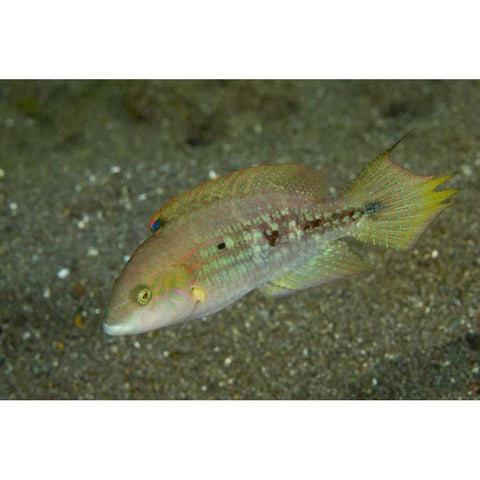 Indonesia, Sulawesi Island Parrotfish swimming White Modern Wood Framed Art Print by Shimlock, Jones